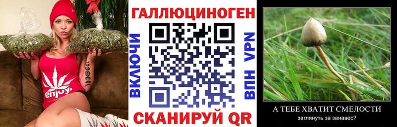 Купить где  Майский  Галлюциногенные грибы мицелий 